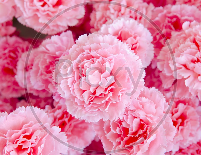 Pink Flowers filled Abstract Background