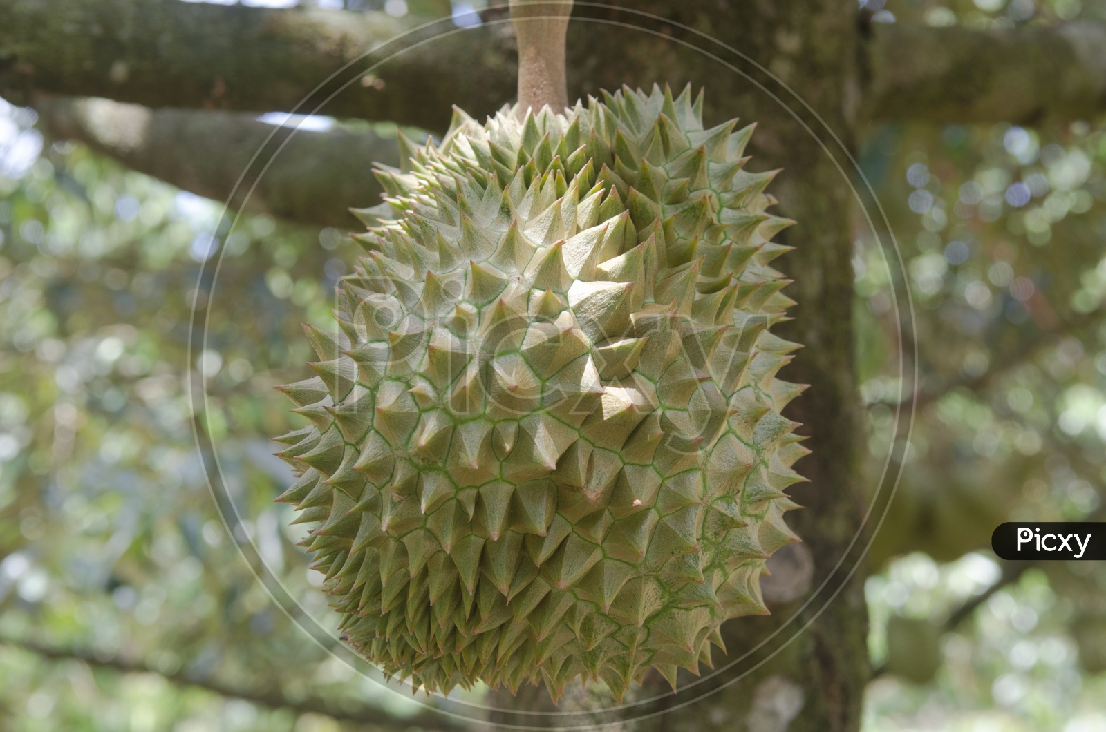 Fresh durian Fruit  on its tree in the orchard