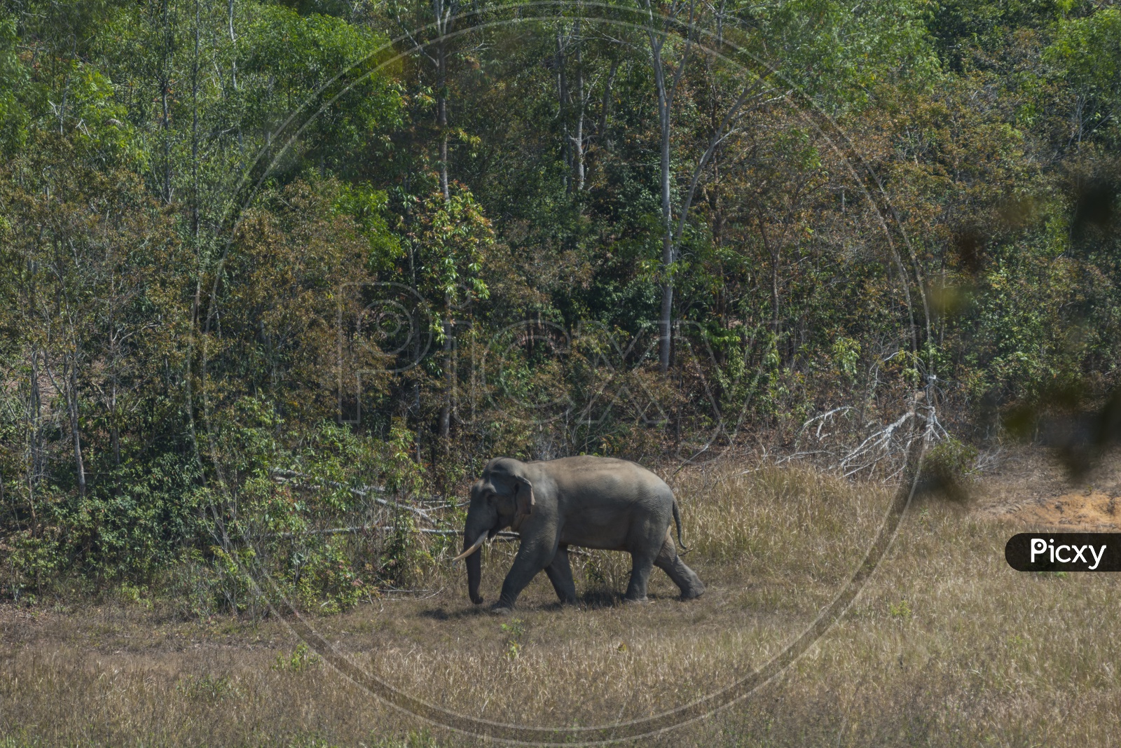 Wild Elephant Or Asian Wild Elephant In Khao Yai National Park