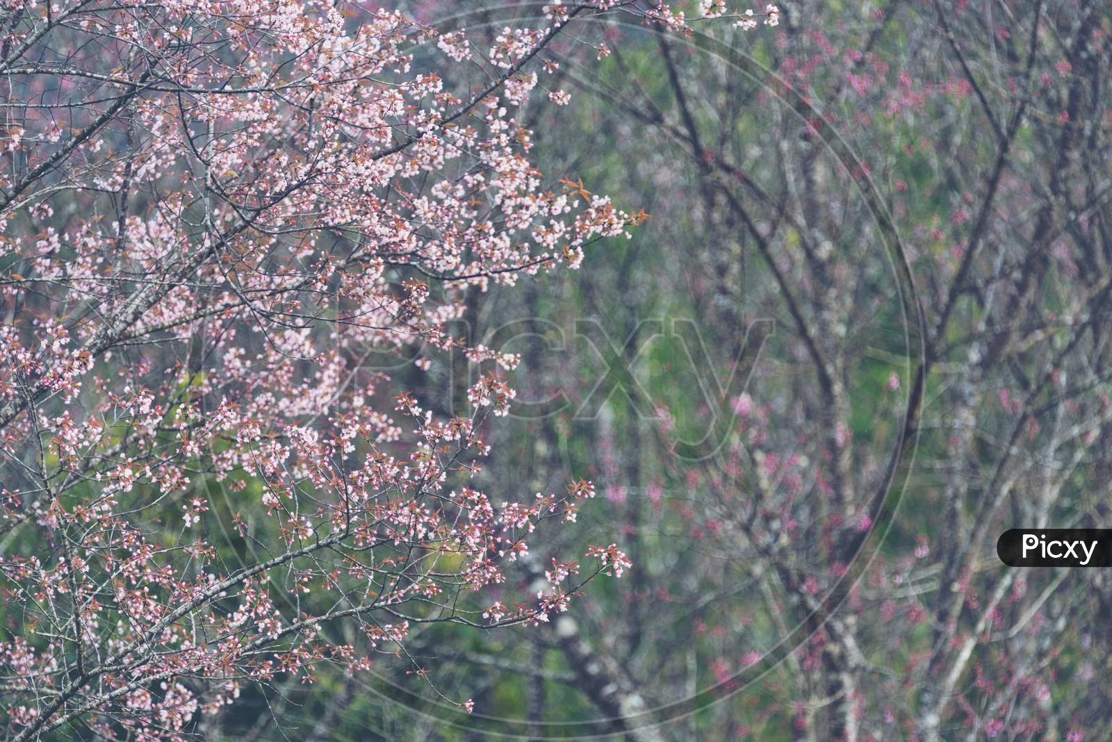Pink Sakura cherry blossom, Chiang Mai, Thailand