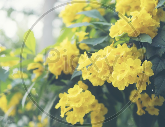 Yellow Flowers Blooming on Plants In a tropical Flower Garden