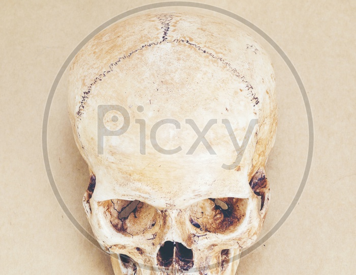 Human Skull On beige Wall Background