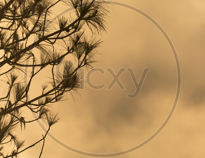 Silhouette of pond pine tree