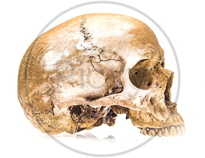 Virtual reality Side view of Human skull isolated on white background