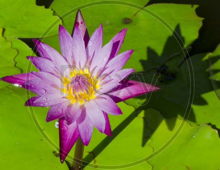 Closeup of a Water Lilly Flower And Its Shadow in Water Pond