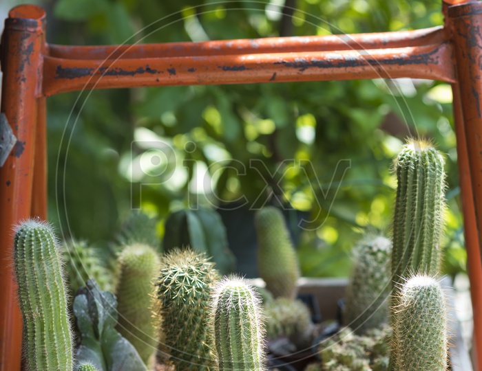 Various green cactus Plants  Growing In Pots