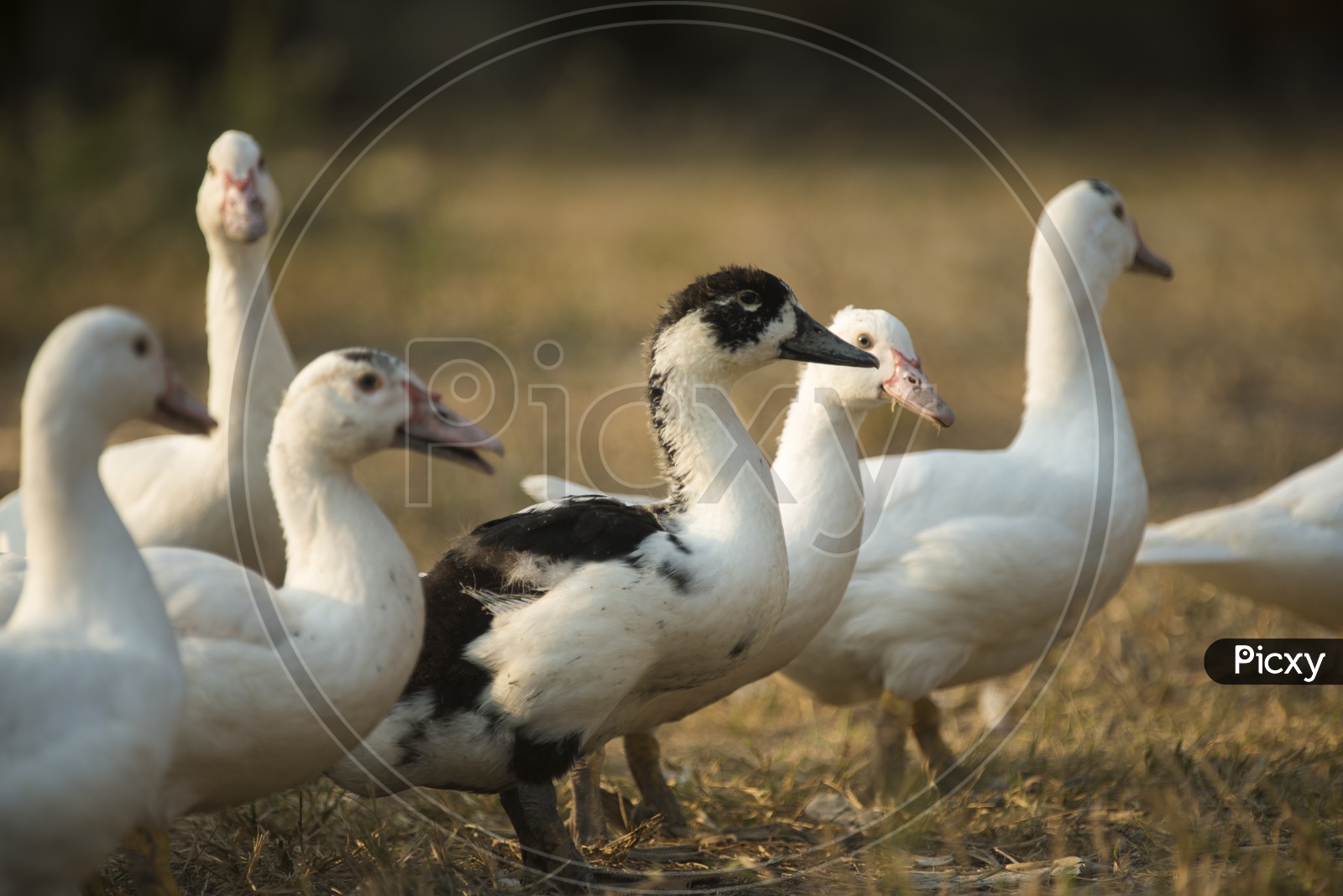 Group Of Ducks in a Farm