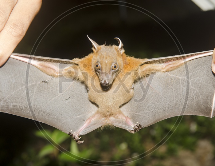 Bat in hand of researcher
