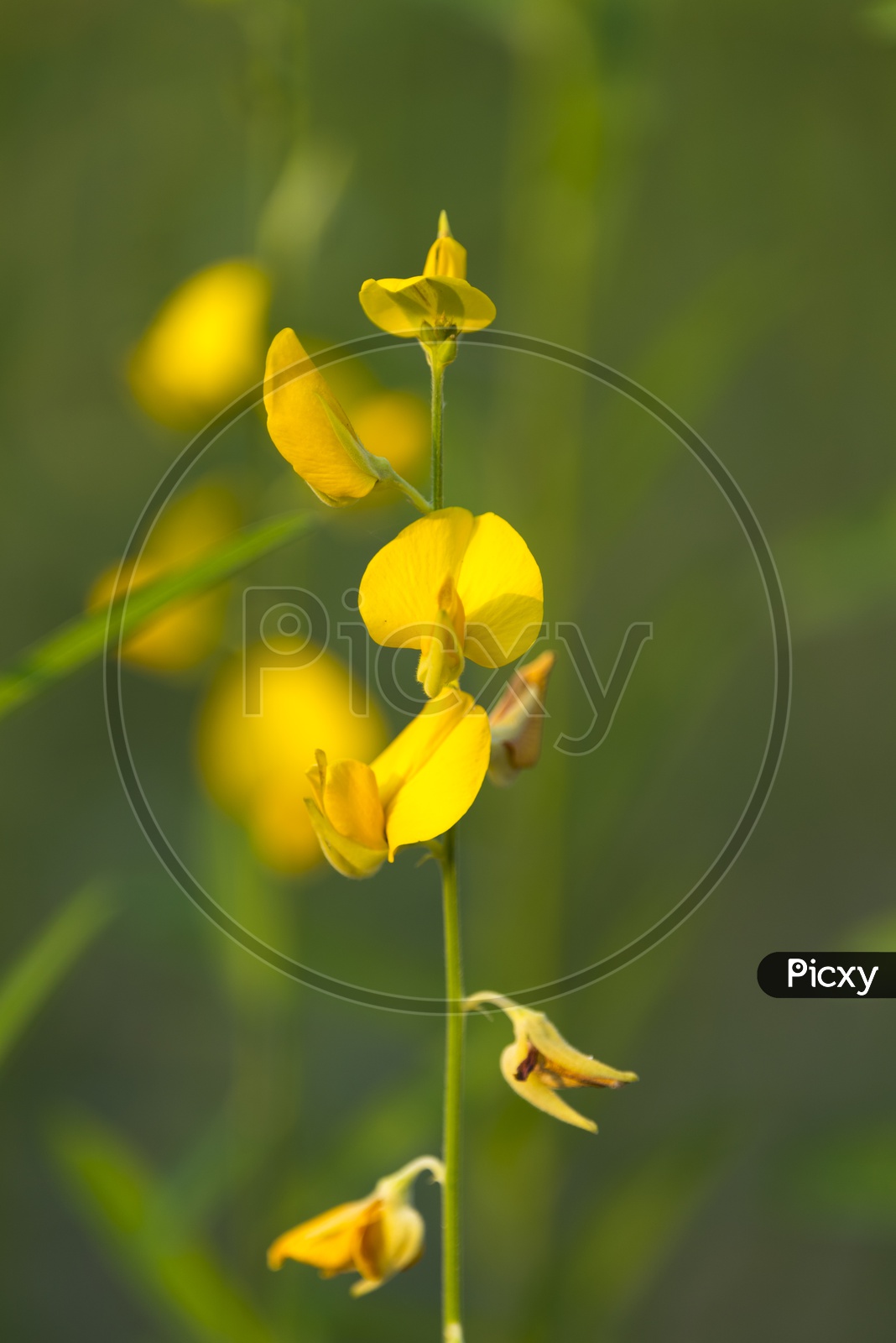 Mustard Flowers Closeup in Field Background