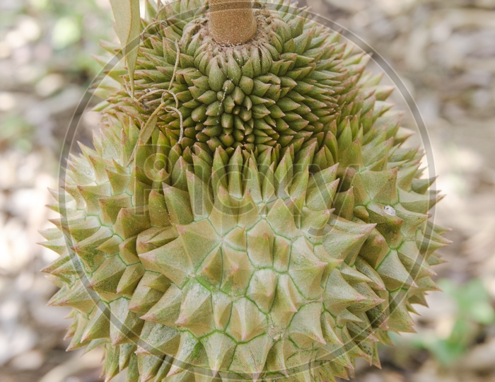 Fresh durian Growing on its tree in the orchard