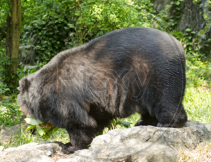 Black bear in the zoo in Thailand