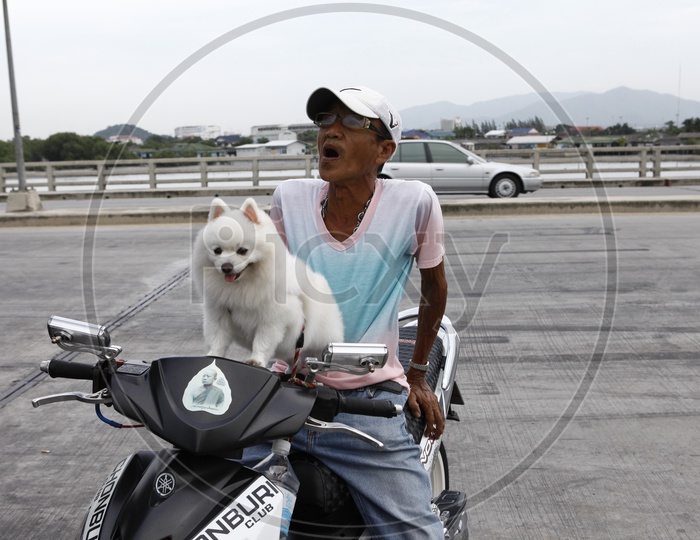 An American Eskimo Dog on a scooter