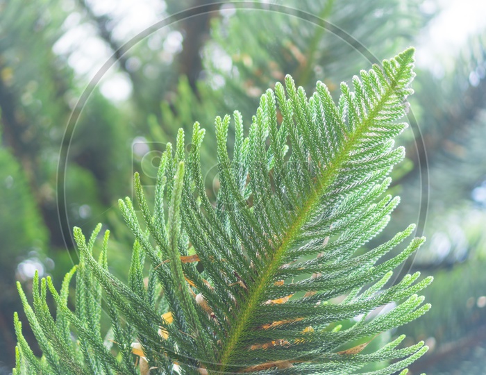 Pine tree Leafs Forming a Background