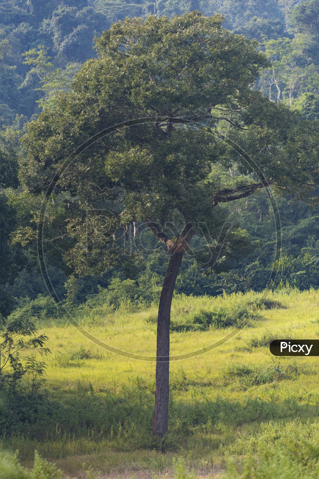Tree in tropical forest of Khao Yai National Park, Thailand
