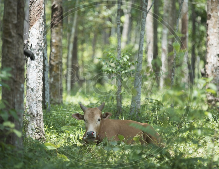 Cow Sitting Relaxed In a Rubber Estate