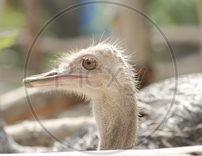 Closeup Of a Ostrich head