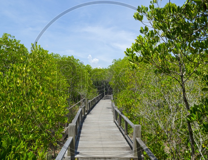 Wooden Bridge Pathway In Mangrove Forest