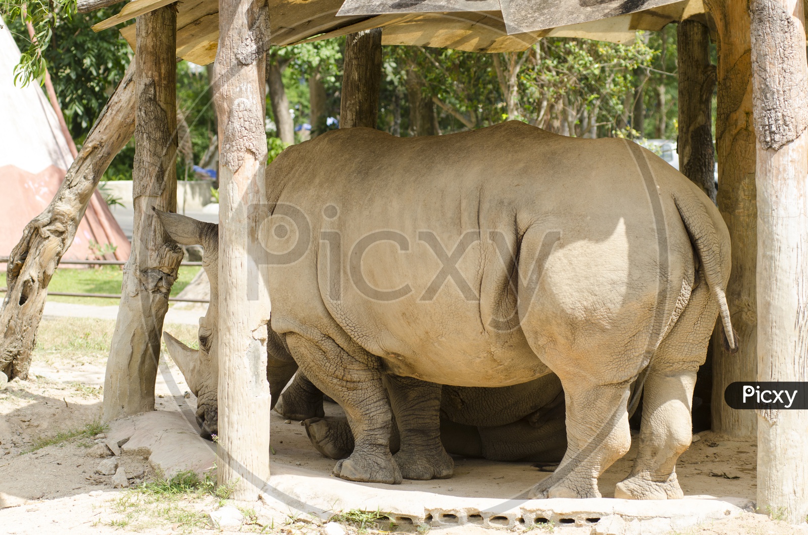 Rhino Or Rhinoceros in a Zoo