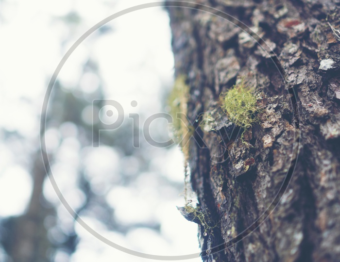 Pine tree Bark Closeup With Nature Background