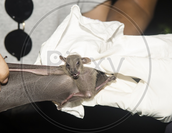 Bat In Hands Of a Researcher  Closeup