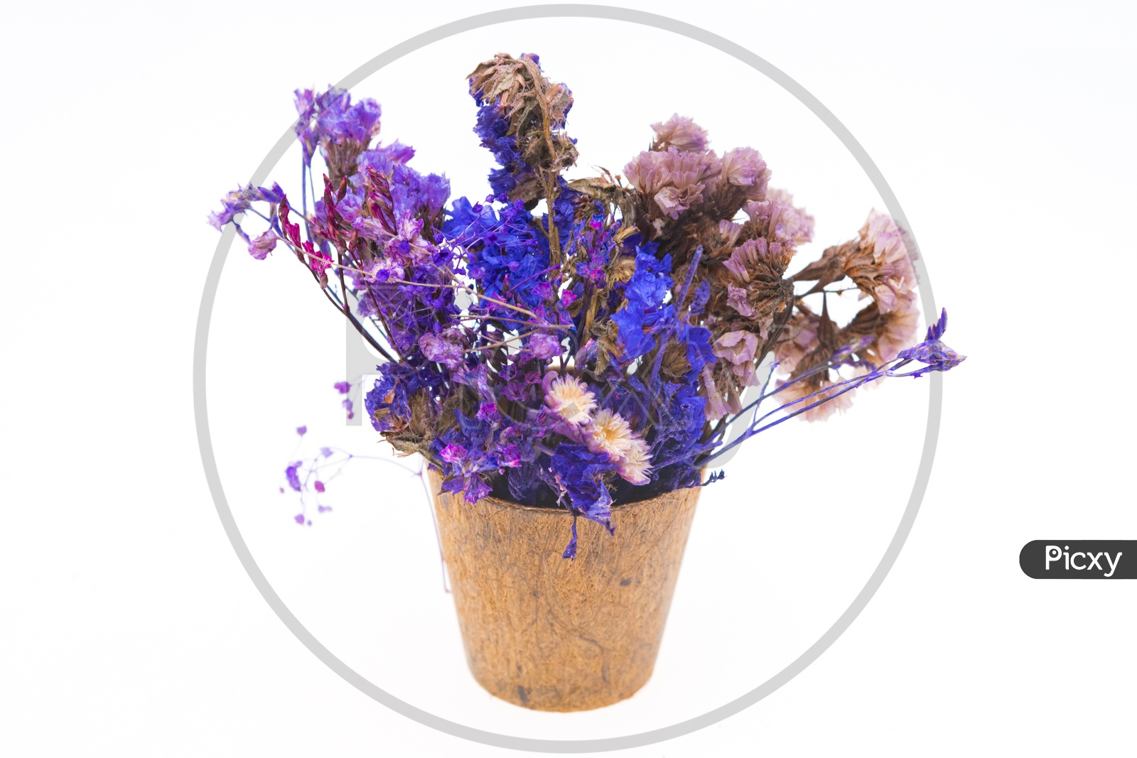 Close-up of dry purple flowers in a wooden pot isolated on white background