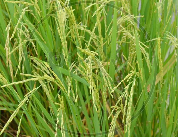 Rice Spikelet of rice on the background of green leaves