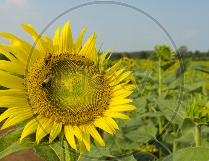 Bees on Sunflower Blooming With Harvesting Field Backdrop