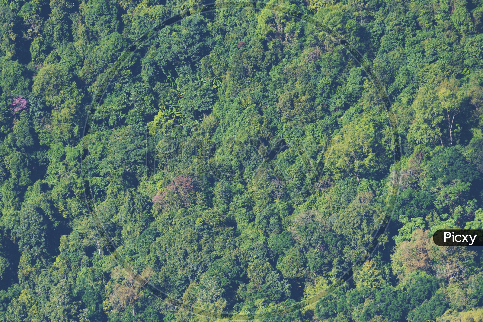 Bird eyes view of Trees, and greenery of a deep forest