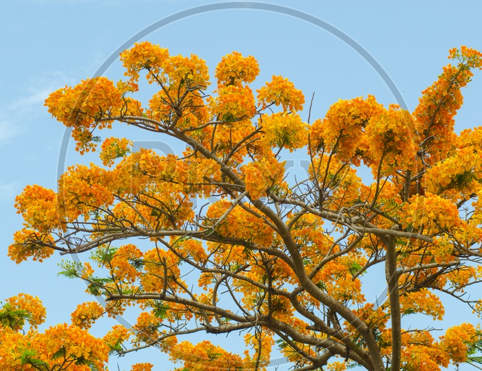 Delonix regia or Royal Poinciana Tree  or Peacock Flowers  Closeup With  Blue Sky As background