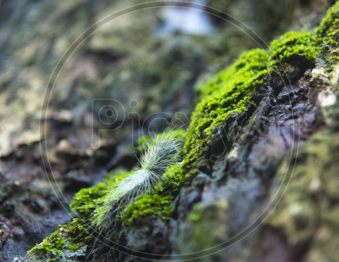 Closeup Of Green Decaying Algae On tree Bark