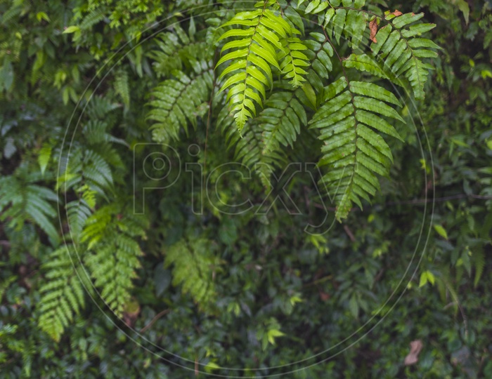 Leafs of Green Plants Resembling Nature In Yangmingshan National Park, Taiwan