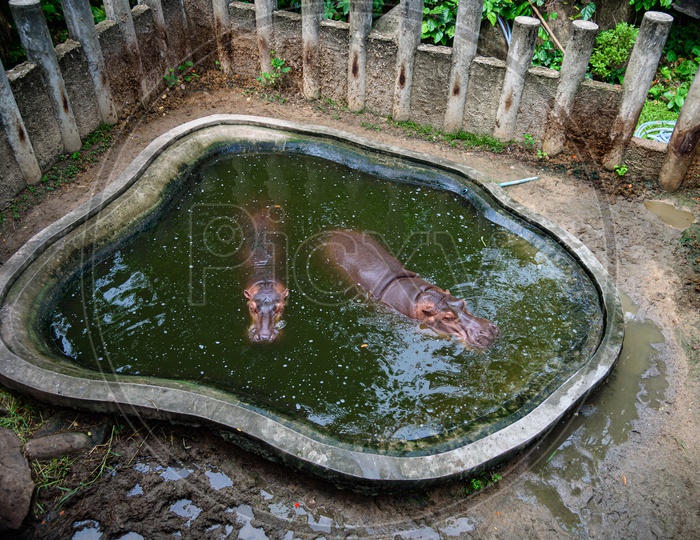 Hippopotamus In Water Pond  at  a Zoo
