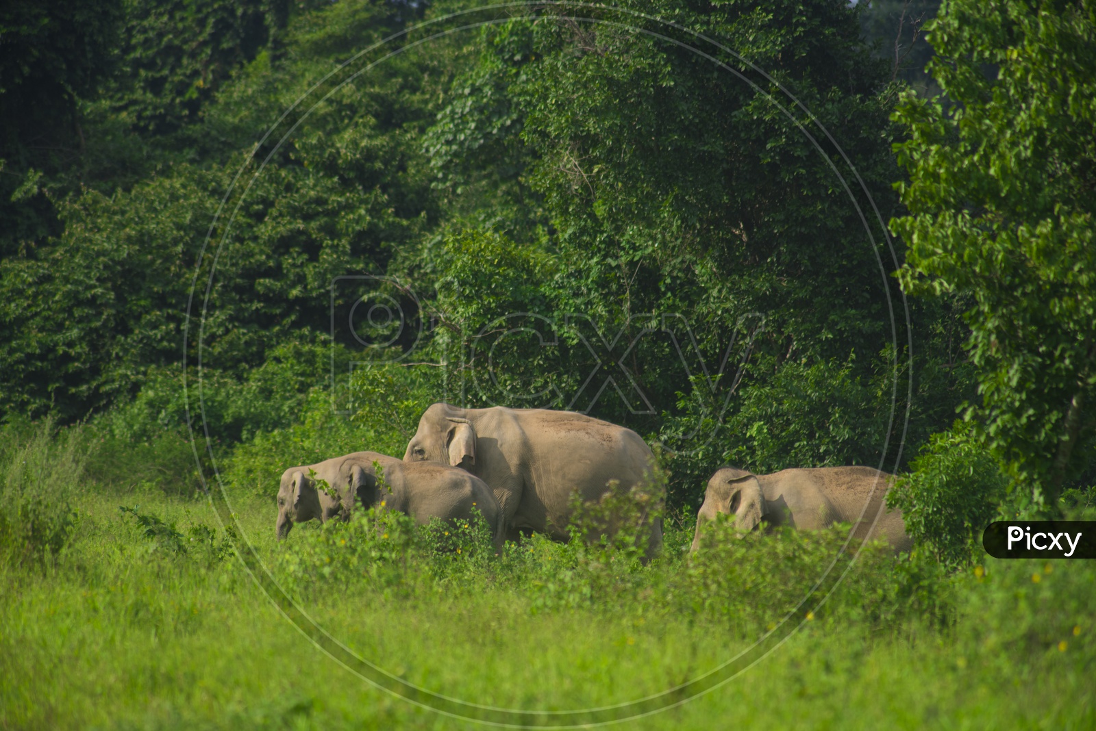 wild Asian elephants in the deep tropical forests Of Kui Buri National Park