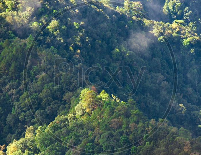 Mountains, Clouds Trees, and greenery in a deep forest Ariel view