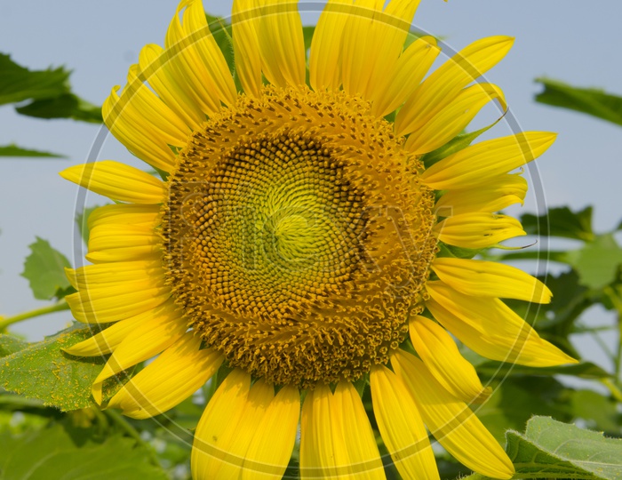 Sunflower Closeup Forming a background