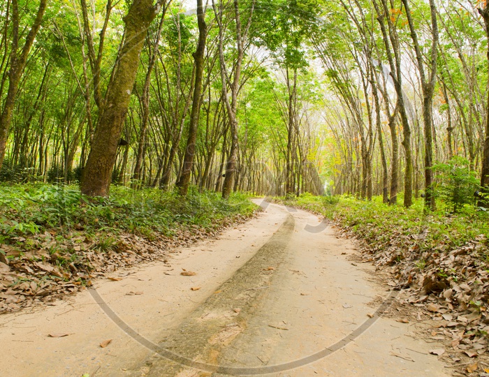 Rubber Plantation With Mud Pathways