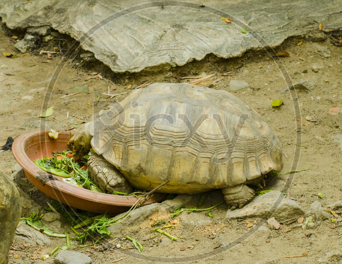 Turtle Or Tortoise Feeding  In a Zoo