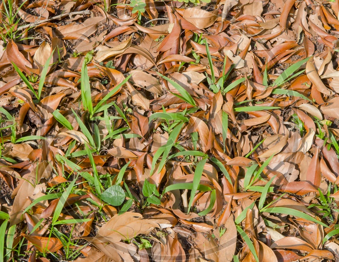 Dried leafs Fall on Ground In Nature Forming a background