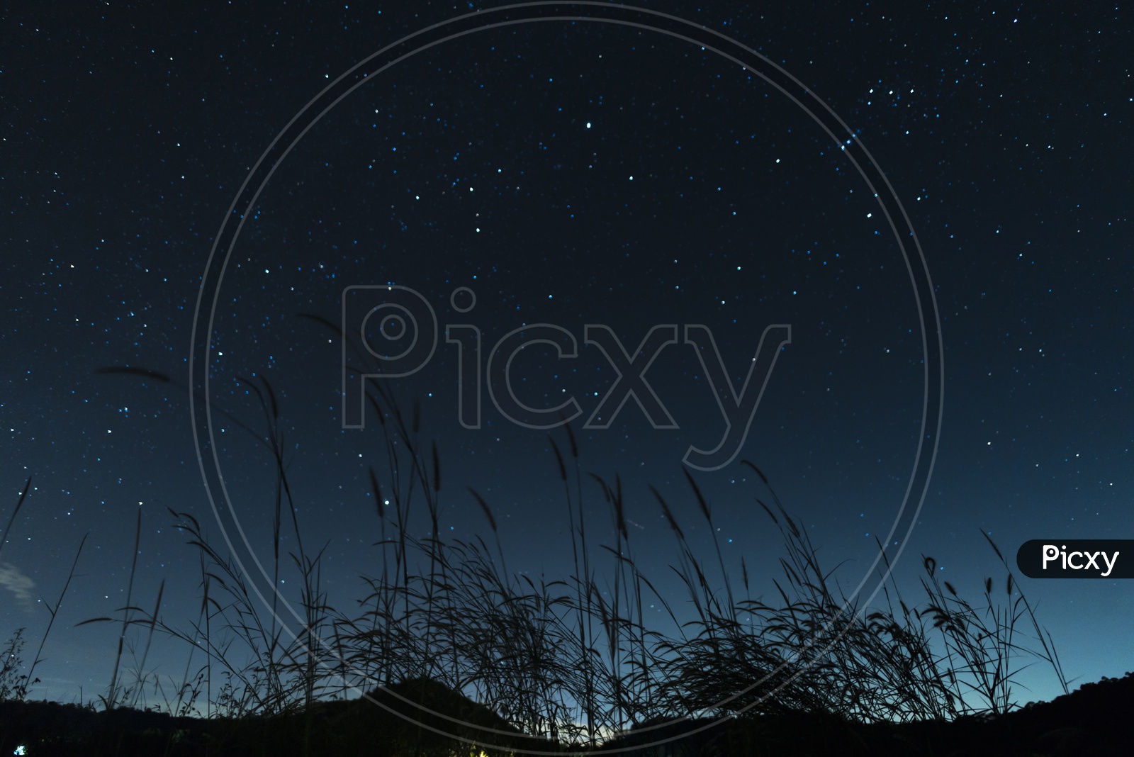 silhouette of grass on night sky background