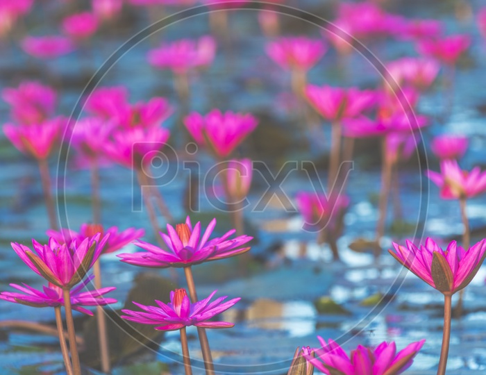 Pink Lotus Flowers in  a Tropical Lake Background