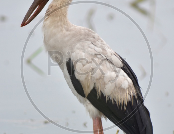 Asian Open Bill Stork Bird Or Anastomus Oscitans  In Water backdrop