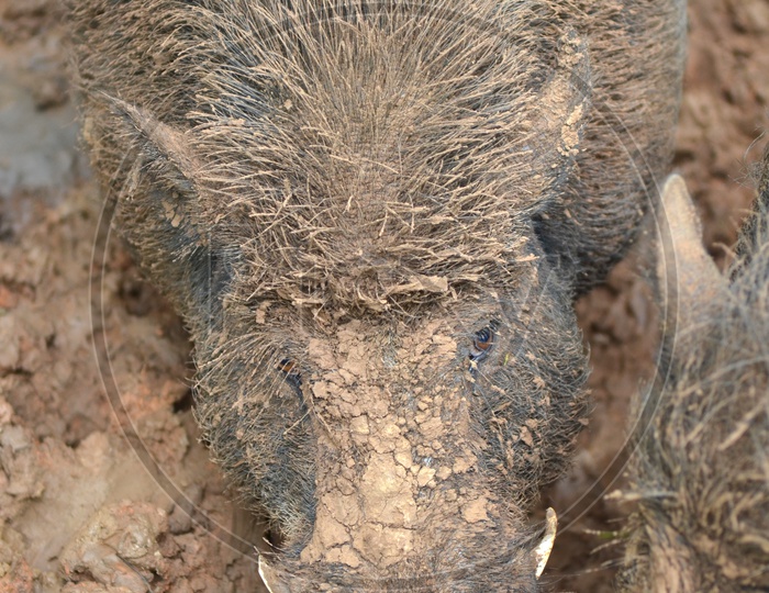 Wild pig In Mud