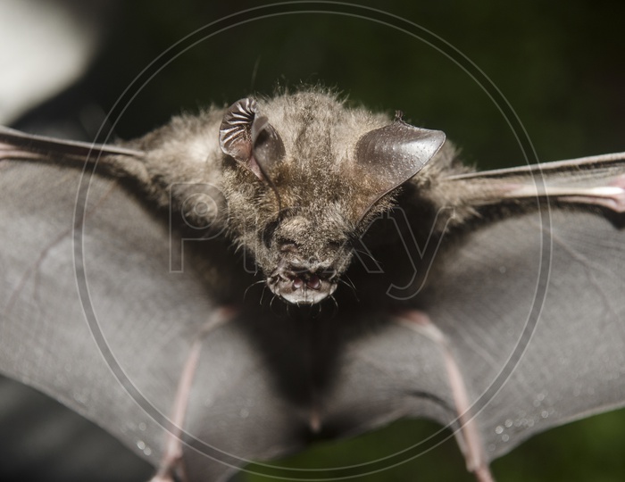 Research Or Studies on Bat