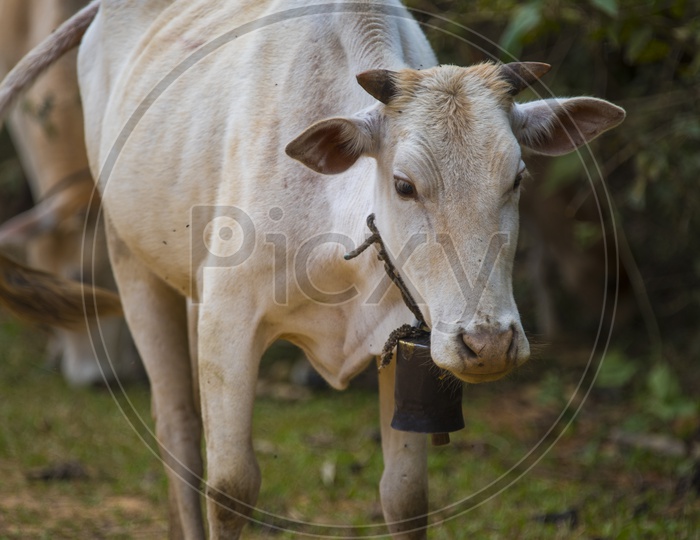 Cow - Cattle Hindu Brazil in farm field, Thailand