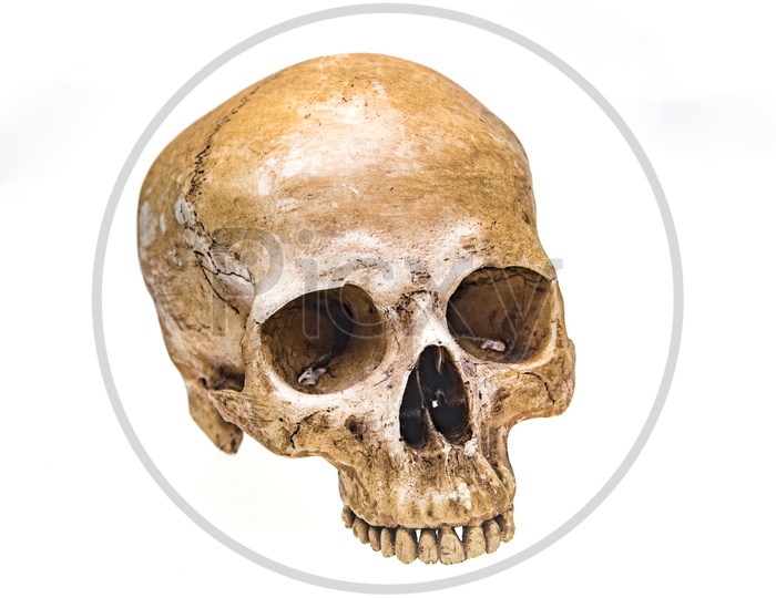Virtual reality Human skull isolated on white background
