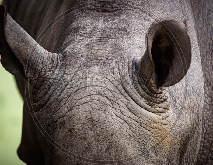Close up Shot of rhino skin and texture