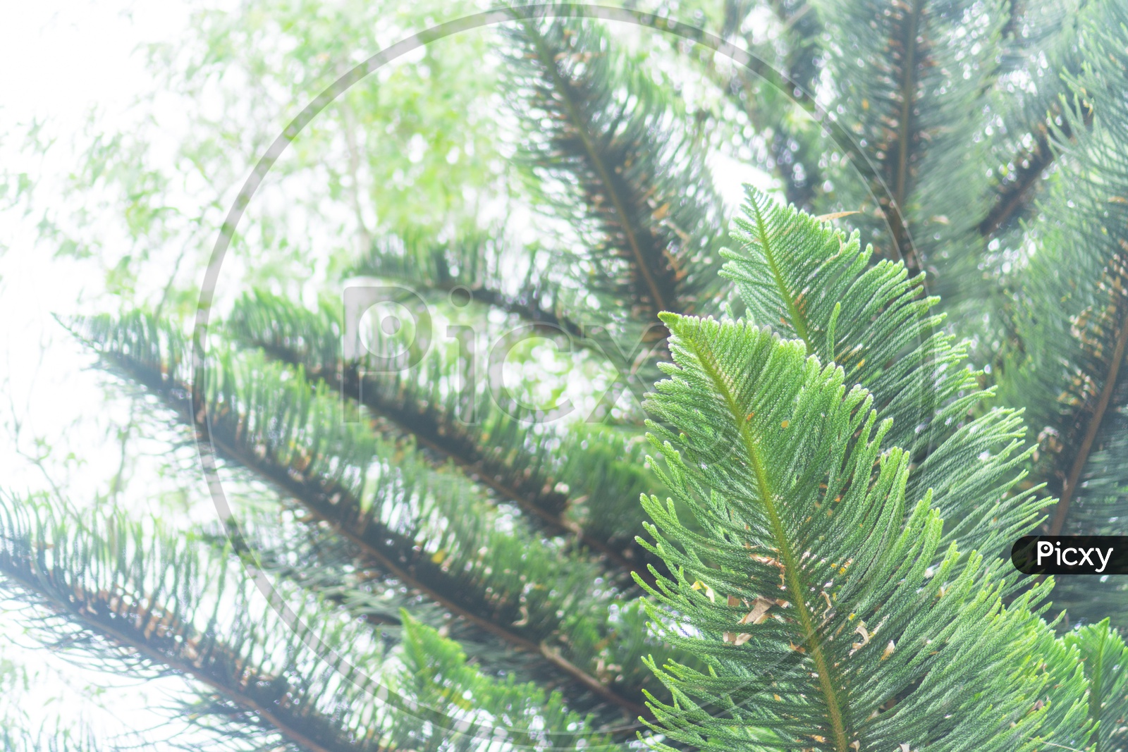 Green Leafs of pine Tree In tropical Forest Forming a Background