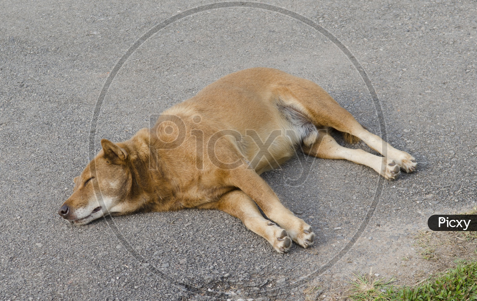 Stray dog sleeping on ground
