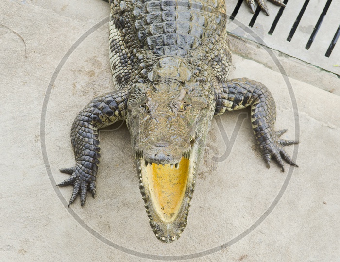 Crocodile Mouth Open In a Zoo