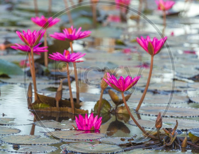 Lotus Lake With Pink Lotus Flowers